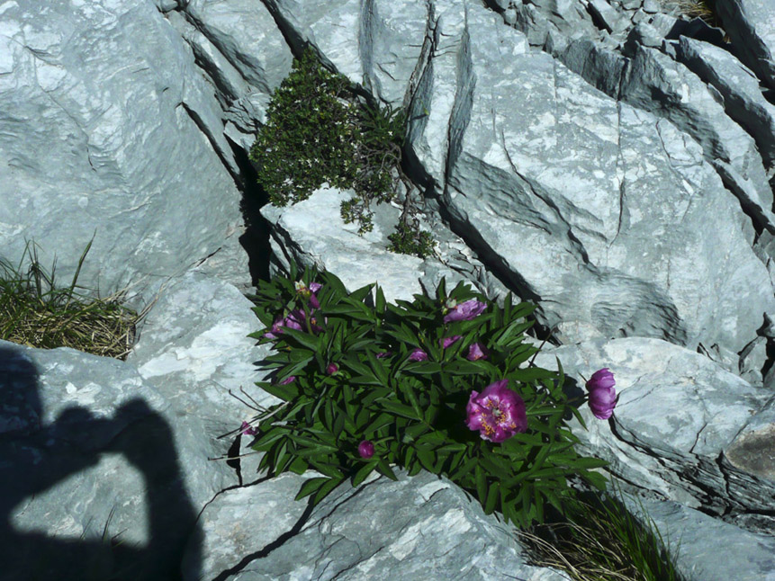 Daphne oleoides e Paeonia officinalis subsp. officinalis